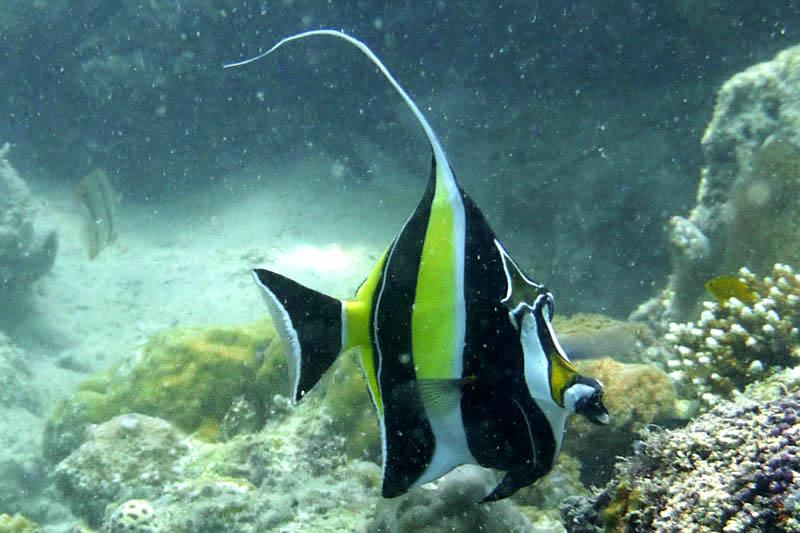 Longfin bannerfish