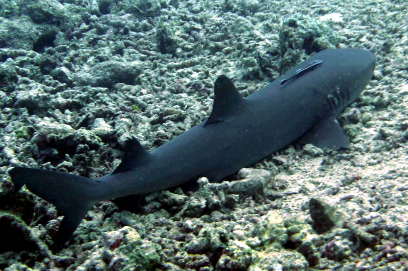 requin gris