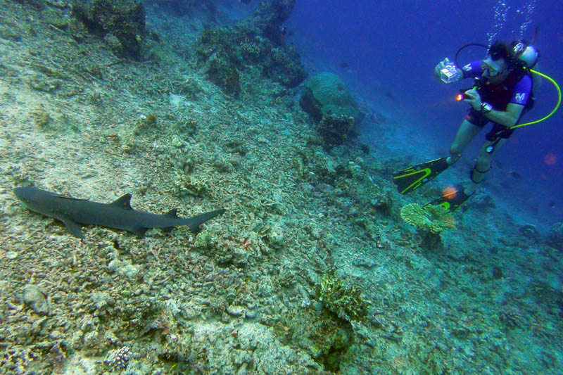 Bertrand et requin