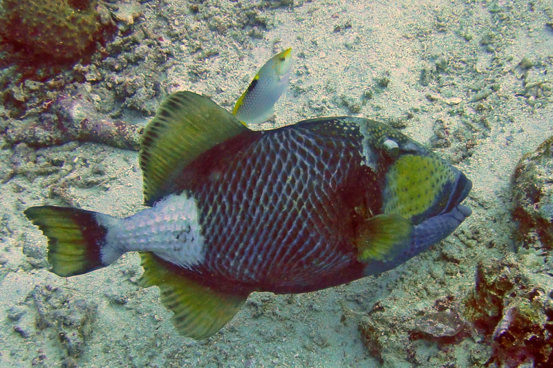 triggerfish