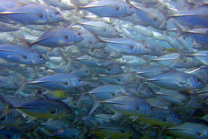 Trevally